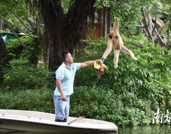 過(guò)節(jié)了！深圳野生動(dòng)物園長(zhǎng)臂猿喜獲“水果大餐”