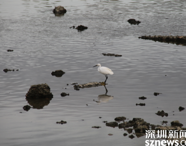 環(huán)境好不好 鳥兒說了算 候鳥在深圳灣“吃得好玩得歡” 一年回歸3種國家重點(diǎn)保護(hù)野生動(dòng)物